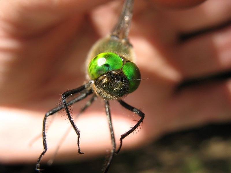 T'as de beaux yeux !